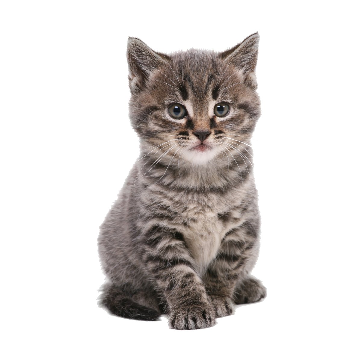 250 Süße Katzen Sticker – Glitzer Aufkleber Von Rachael Hale Für Kinder, Mädchen & Jungen