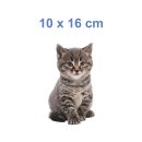 Katzen Aufkleber – süßer Baby-Katze Sticker für Auto, Fenster & Co. (10 x 16 cm)
