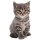 Aufkleber süße Baby Katze selbstklebend Sticker Autoaufkleber Motorradhelm Dekoration Wohnwagen Heckscheibenaufkleber Car Set wetterfest 10 x 16 cm