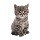 Katzen Aufkleber – süßer Baby-Katze Sticker für Auto, Fenster & Co. (17 x 28 cm)