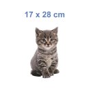 Katzen Aufkleber – süßer Baby-Katze Sticker für Auto, Fenster & Co. (17 x 28 cm)