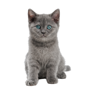 Katzen Aufkleber – süßer Baby-Katze Sticker für Auto, Fenster & Co.