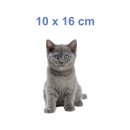 Katzen Aufkleber – süßer Baby-Katze Sticker für Auto, Fenster & Co. (10 x 16 cm)