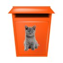 Katzen Aufkleber – süßer Baby-Katze Sticker für Auto, Fenster & Co. (10 x 16 cm)