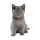 Katzen Aufkleber – süßer Baby-Katze Sticker für Auto, Fenster & Co. (10 x 16 cm)