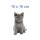 Katzen Aufkleber – süßer Baby-Katze Sticker für Auto, Fenster & Co. (10 x 16 cm)