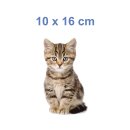 Katzen Aufkleber – süßer Baby Katze Sticker für Auto, Fenster & Co. (10 x 16 cm)