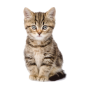 Katzen Aufkleber – süßer Baby Katze...