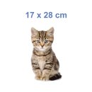 Katzen Aufkleber – süßer Baby Katze Sticker für Auto, Fenster & Co. (17 x 28 cm)