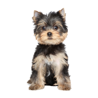 Yorkshire Terrier Aufkleber – realistischer Hundesticker für Auto & Fenster