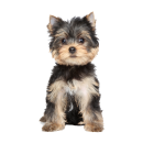 Yorkshire Terrier Aufkleber – realistischer...