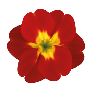 Rot-Gelbe Primel Aufkleber – Wetterfester Blüten-Sticker für Fenster & Auto