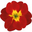 Aufkleber rot gelbe Primel Blume