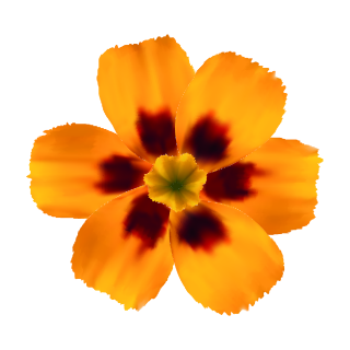 Gelb-Rote Petunie Aufkleber – Wetterfester Blumenschmuck