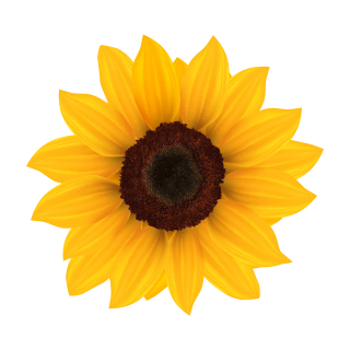 Gelbe Sonnenblume Aufkleber – Wetterfester Blüten-Sticker für Fenster & Auto