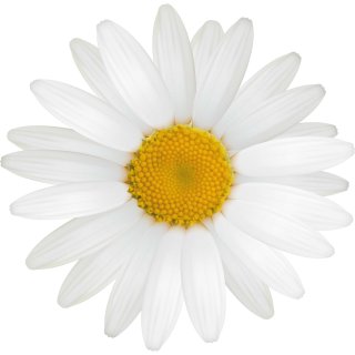 Aufkleber Gänseblume weiß Sticker Autoaufkleber wasserfest Blumen Mülltonne Blumenwiese Dekoration selbstklebend