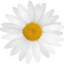 Aufkleber Sticker Gänseblume weiß Blume...