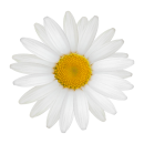 Weiße Gänseblume Aufkleber –...