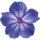 Aufkleber Sticker Petunie blau Blume selbstklebend Autoaufkleber Blumenwiese Album Dekoration Set Car Caravan Wohnwagen wetterfest