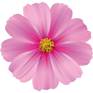 Aufkleber Cosmea rosa pink Autoaufkleber wasserfest Blumen Mülltonne Blumenwiese Dekoration selbstklebend 