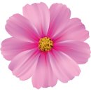 Aufkleber pinke Cosmea Schmuckkörbchen Blume