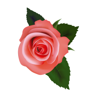 Rosa Rose Aufkleber – Wetterfester Blüten-Sticker für Fenster & Mehr