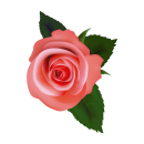 Rosa Rose Aufkleber – Wetterfester...