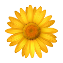 Gelbe Margerite Aufkleber – Wetterfeste...