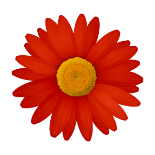 Rote Gänseblume Aufkleber – Wetterfester Blüten-Sticker für Fenster & Auto