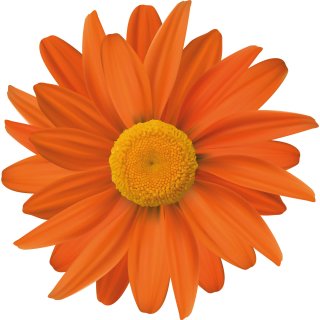 Aufkleber Gerbera orange Autoaufkleber wasserfest Blumen Mülltonne Blumenwiese Dekoration selbstklebend 