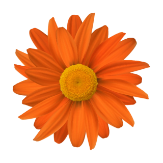 Orange Gerbera Aufkleber – Wetterfester Blumenschmuck für Fenster & Auto