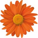 Aufkleber orangene Gerbera Blume