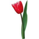 Aufkleber Sticker rote Tulpe Blume selbstklebend Autoaufkleber Blumenwiese Album Dekoration Set Car Caravan Wohnwagen wetterfest