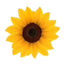 Gelbe Sonnenblume Aufkleber – Wetterfester...