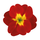 Rot-Gelbe Primel Aufkleber – Wetterfester...