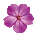 Violette Petunie Aufkleber – wetterfeste...