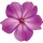 Aufkleber Sticker Petunie lila violett Blume selbstklebend Autoaufkleber Blumenwiese Album Dekoration Set Car Caravan Wohnwagen wetterfest 19 x 20 cm