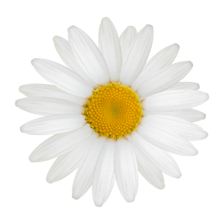 Weiße Gänseblume Aufkleber – Wetterfester Blüten-Sticker für Fenster & Auto (10 x 10 cm)