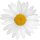 Aufkleber Sticker Gänseblume weiß Blume selbstklebend Autoaufkleber Blumenwiese Album Dekoration Set Car Caravan Wohnwagen wetterfest 10 x 10 cm