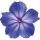 Aufkleber Sticker Petunie blau Blumen Wiese selbstklebend Autoaufkleber Album Dekoration Set Car Caravan Wohnwagen Heckscheibe wetterfest 19 x 20 cm