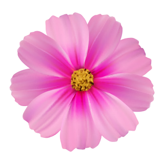 Pinke Cosmea Aufkleber – Wetterfeste Blumendekoration (19 x 20 cm)