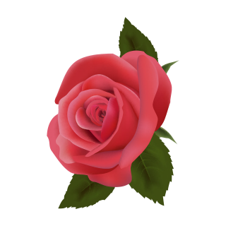 Rote Rose Aufkleber – Wetterfester Blumen-Sticker für Fenster & Co. (7 x 10 cm)