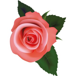 Aufkleber Sticker Rose rosa Blume selbstklebend Autoaufkleber Blumenwiese Album Dekoration Set Car Caravan Wohnwagen wetterfest 15 x 20 cm