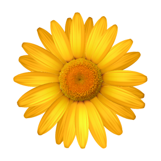 Gelbe Margerite Aufkleber – Wetterfeste Blumensticker für Fenster & Auto (10 x 10 cm)