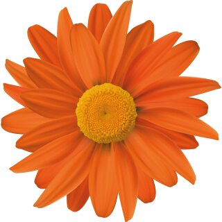 Aufkleber Sticker Gerbera orange Blume selbstklebend Autoaufkleber Blumenwiese Album Dekoration Set Car Caravan Wohnwagen wetterfest 10 x 10 cm