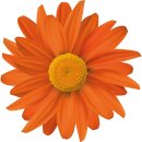 Aufkleber Sticker Gerbera orange Blume selbstklebend Autoaufkleber Blumenwiese Album Dekoration Set Car Caravan Wohnwagen wetterfest 20 x 20 cm