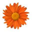 Orange Gerbera Aufkleber – Wetterfester...