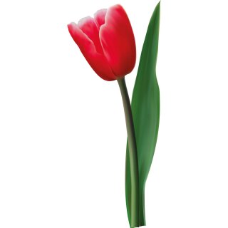Aufkleber Sticker rote Tulpe Blume selbstklebend Autoaufkleber Blumenwiese Album Dekoration Set Car Caravan Wohnwagen wetterfest 7 x 18 cm