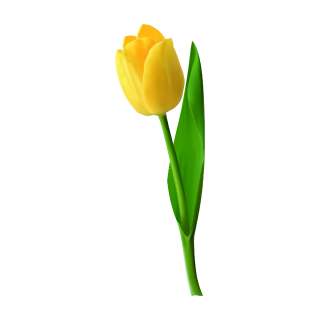 Gelbe Tulpe Aufkleber – Wetterfester Blumen-Sticker von Kleberio (6 x 18 cm)