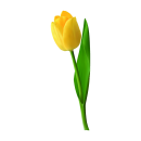 Gelbe Tulpe Aufkleber – Wetterfester Blumen-Sticker von Kleberio (10 x 29 cm)